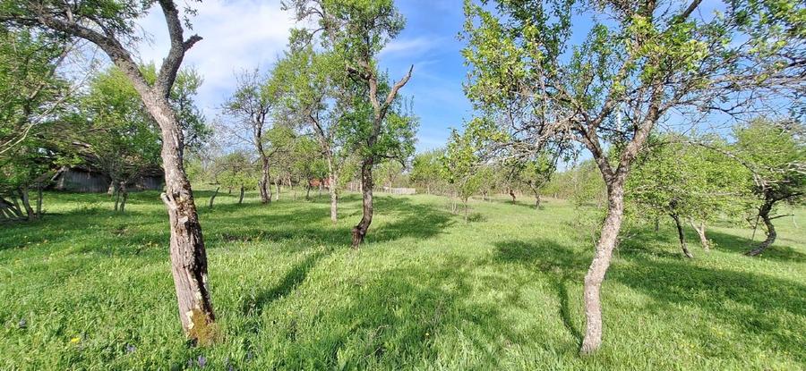Teren agricol extravilan de 4445 mp, în Nucșoara