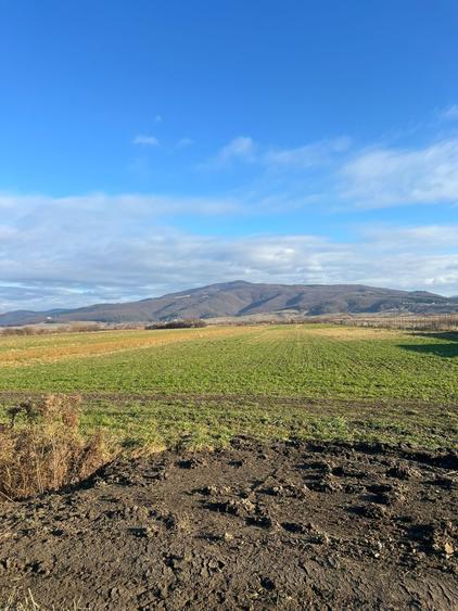 Teren intravilan, 3784 mp, de construit - 1