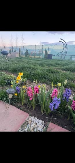 Teren de vanzare in com Dascalu - 5