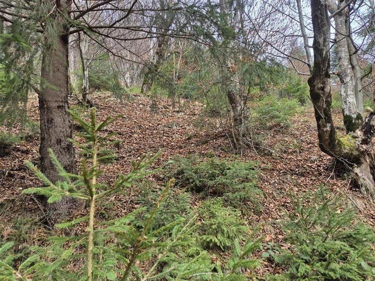 Teren intravilan panoramic 4.600mp,view iconic Piatra Craiului,oportunitate prem - 4