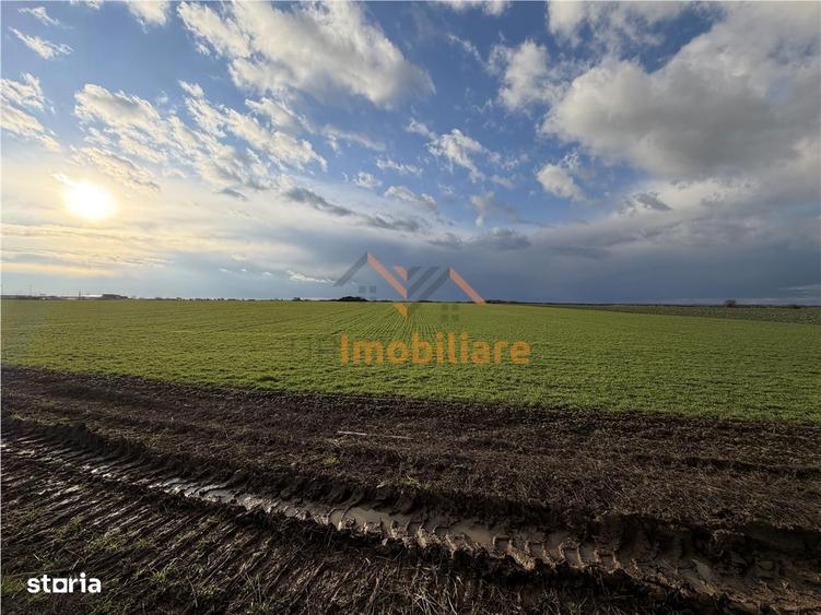 Teren Intravilan 24457 Mp | 80 Ml Front Stradal | Oradea | Bihor - 2