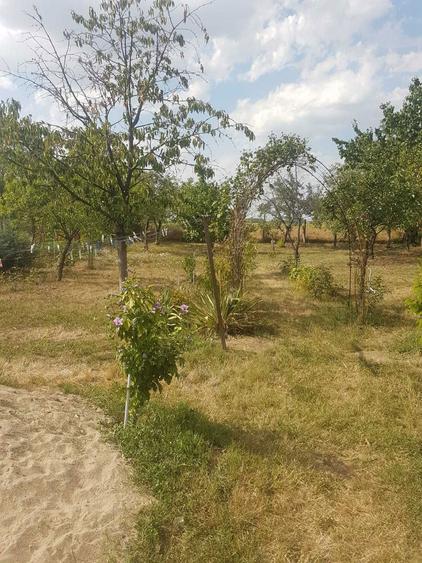 Casa de vanzare Pecica - 1