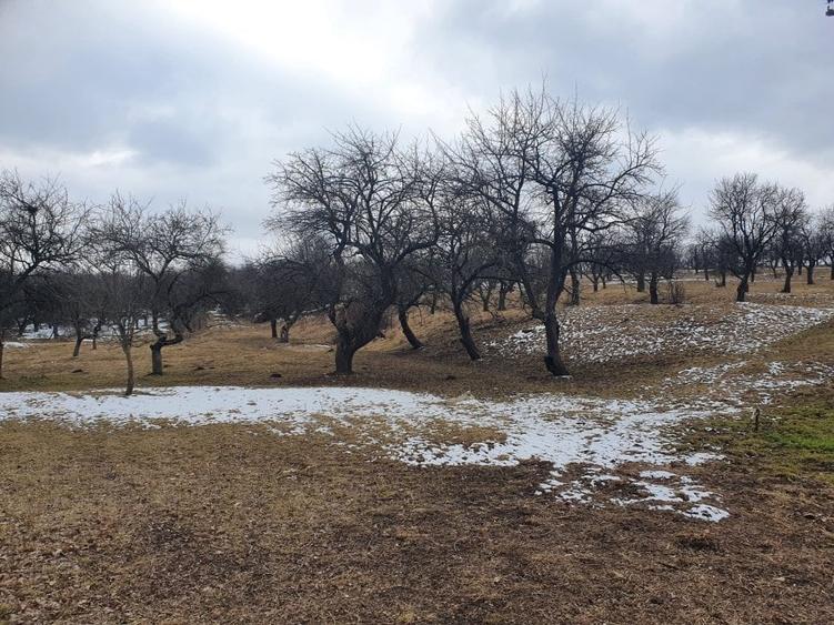 Teren Construcții extravilan de 10000 mp, în Bod - 8