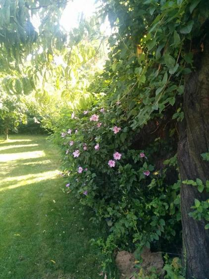 Casa Zona Centrala (Tudor Vladimirescu) - 1