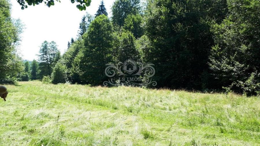 Vand teren si padure conifere in Albestii de Muscel. - 1