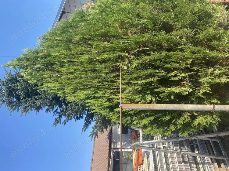 Casa de vanzare!!! - 7