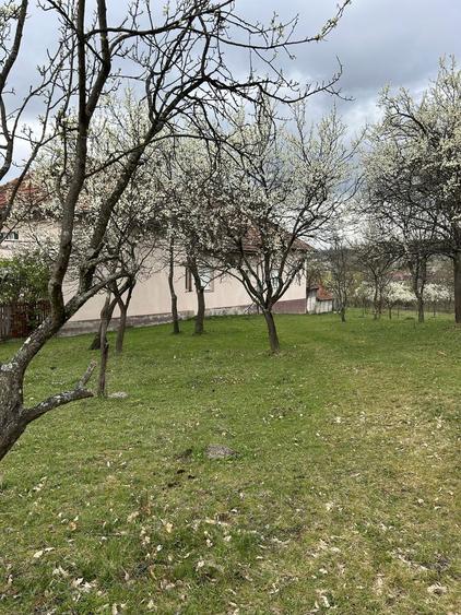 Teren extravilan 50 arii(5022 mp) bobaia - 3