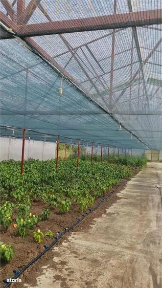 AFACERE LA CHEIE HALA PRODUCTIE + SERA PROFESIONALA - 3