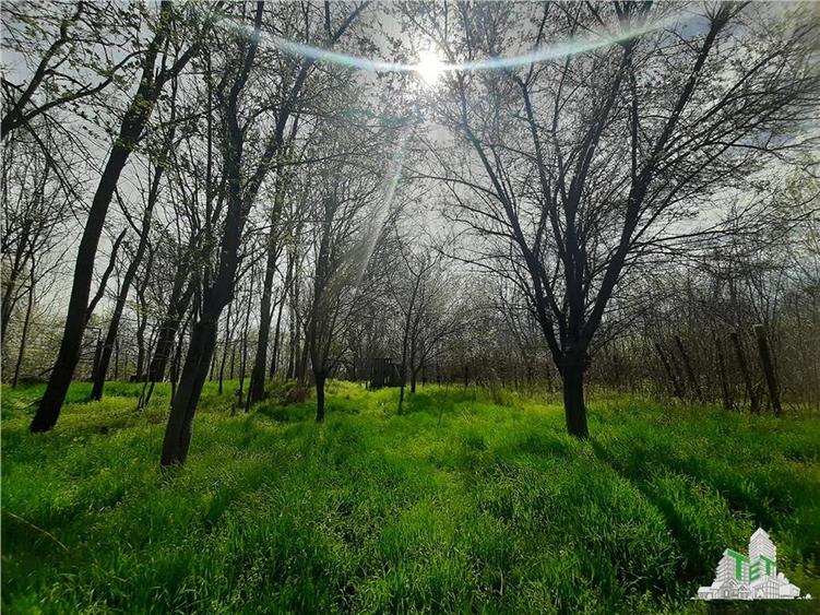 Casa cu livada/teren 1200 mp - 4