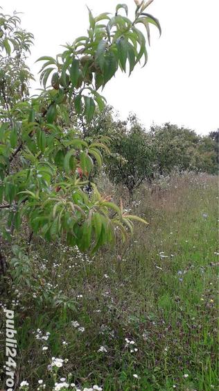 In Berchez,de vanzare un hectar livada cu pomi pe rod - 2
