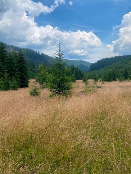 2 terenuri in zona Obarsia Lotrului - 13