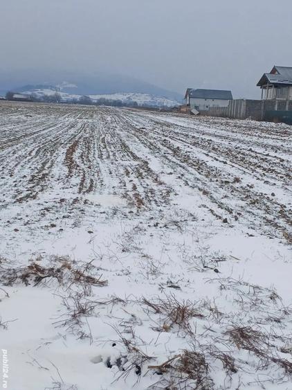 Teren de 5000 mp, în Cărpiniș