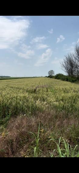 Teren de vanzare in Magurele Ilfov , in apropriere de A0! - 1