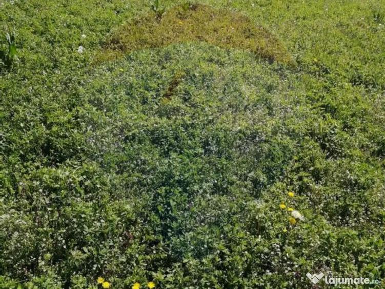 De vanzare teren intravilan, 6574 mp in Le? - 6