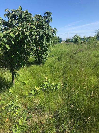 teren Ciorogarla pentru casa sau investitie - 3