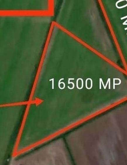 Teren Intravilan 16.500 mp Bod - 2