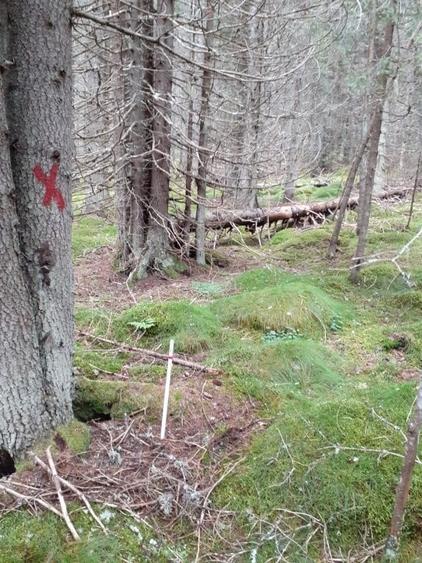 Teren Moroieni-Padina - 5