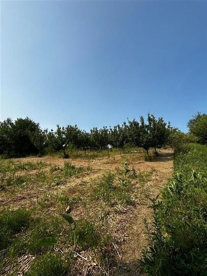 RECO Terenuri intravilane+ Teren Extravilan 8200 mp, Cartier Podgoria - 5