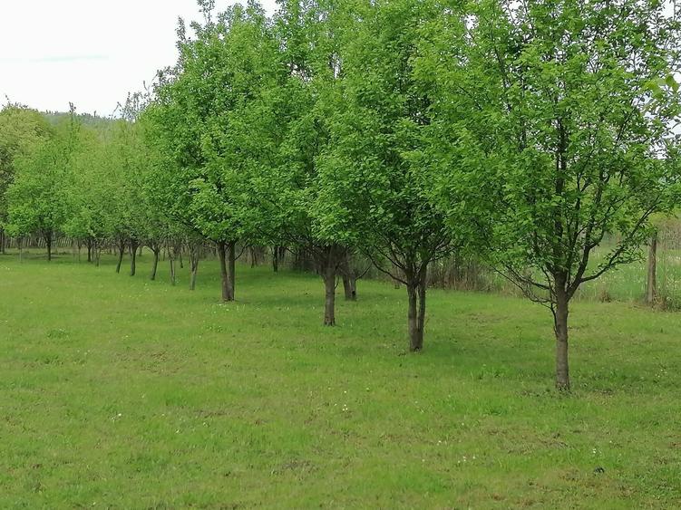 Teren Brebu vanzare 26 euro/mp - 6