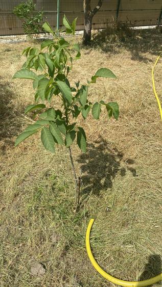 Vand teren Comana - 4