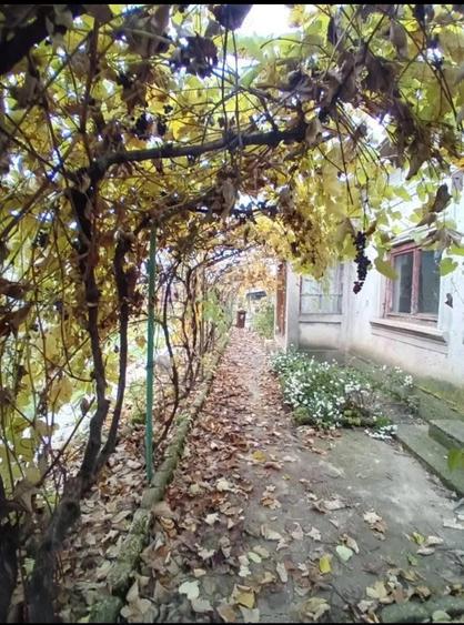 Casa + 1700 m teren in Vitane?ti, Teleorman 30.000 (negociabil) - 8