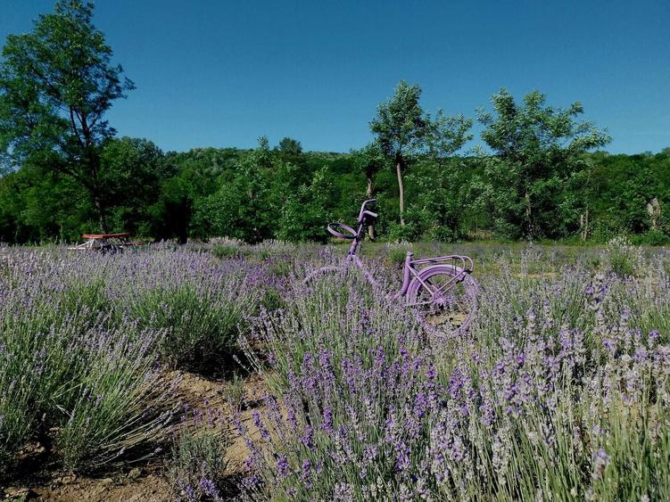 Vanzare casa de vacanta cu iesire la rau zona superba Iedera de sus DB - 4
