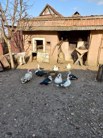 Casă vânzare Recea,1300 mp,7 min cu mașina de Târgu Mureș - 13