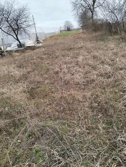 Teren lipia Ilfov intravilan lângă pădure 4400mp - 7