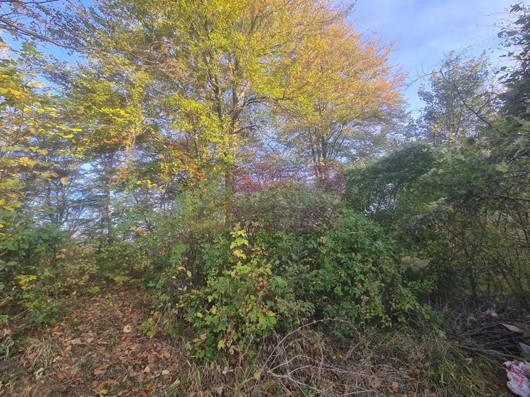 Teren intravilan de vanzare in Telega - 5