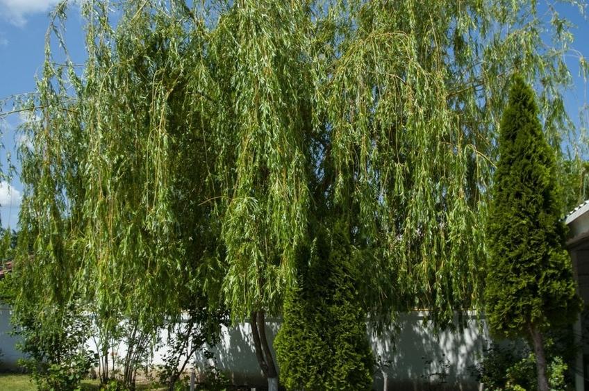 "Casa Varlan" - oaza de liniste perfecta pentru cei ce vor sa detina o pensiune! - 11