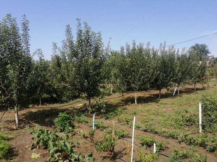 Casa la tara cu gradina - 2