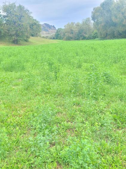 Vand Teren Intravilan .Suprafata de 7100 m2. - 2