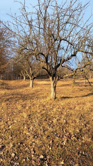 Teren 2920 mp in Suici, Arges - 2