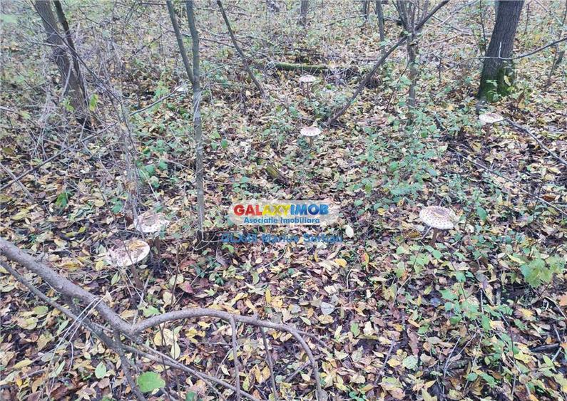 Teren intravilan Targoviste - 3