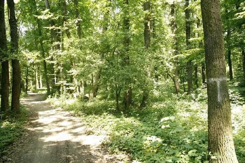 Pipera - padurea Baneasa, 352400 mp. teren pentru investitie extraordinara - 5