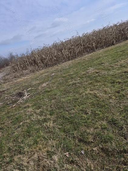 Teren premium intravilan Dealul Gro?ilor, Baia Mare - 4