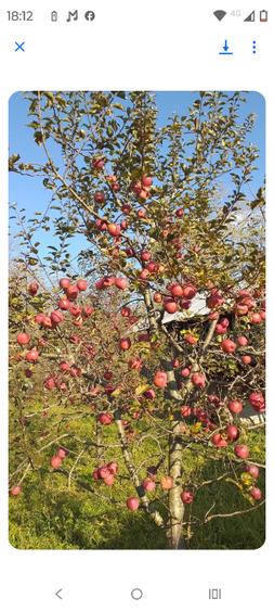 Casa cu mansardă și livada - 12