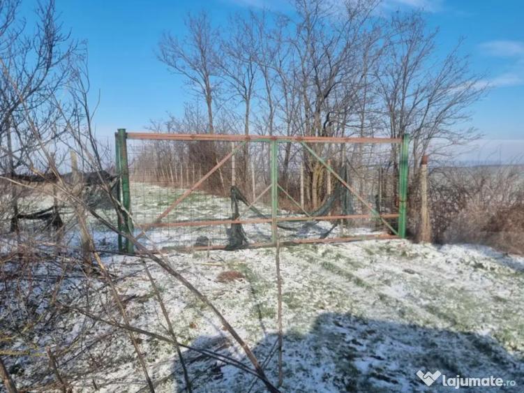 Teren cu livada Nuci- Oportunitate investitie- CioraniPh - 5