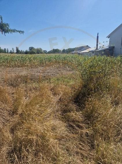 Teren Mosoaia, Lazaresti! - 1