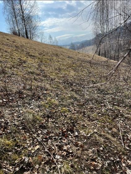 Vanzare Teren cu Punct de Belvedere in Moieciu zona Magura-Pestera - 22