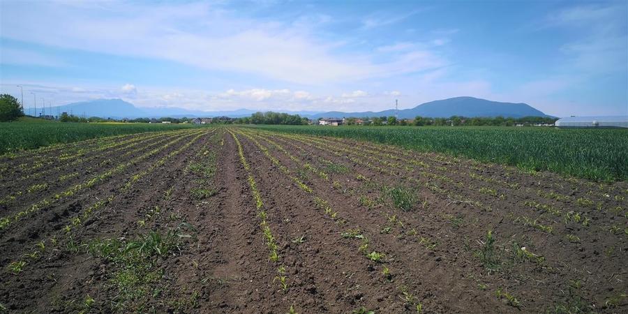 Teren  Zona Stupini Merilor  1693 Mp Intravilan - 3