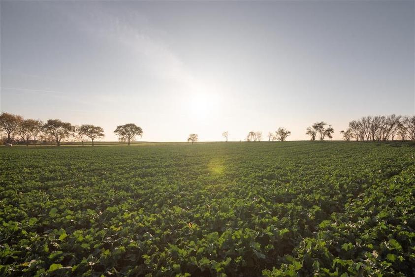 RECO casa Inand la rosu cu teren imens - 30