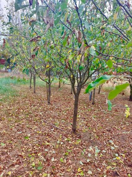 Vand casa + teren IEZURENI - 1