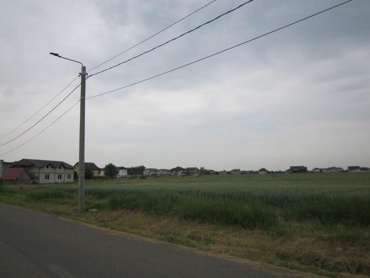 Domnesti-Narciselor - 7