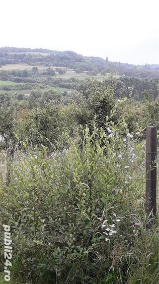 In Berchez,de vanzare un hectar livada cu pomi pe rod - 3