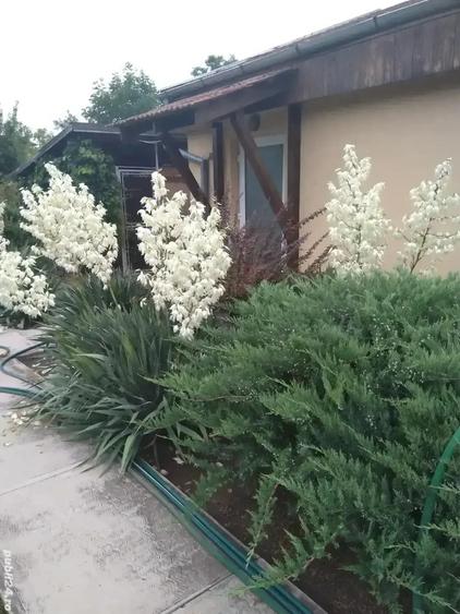 Vand casa Dumbravi?a - 4