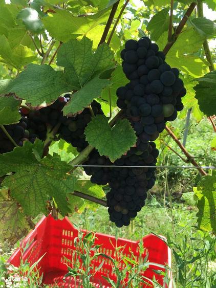 Lot compact 18,57 HA , vita de vie nobila pe rod - 4