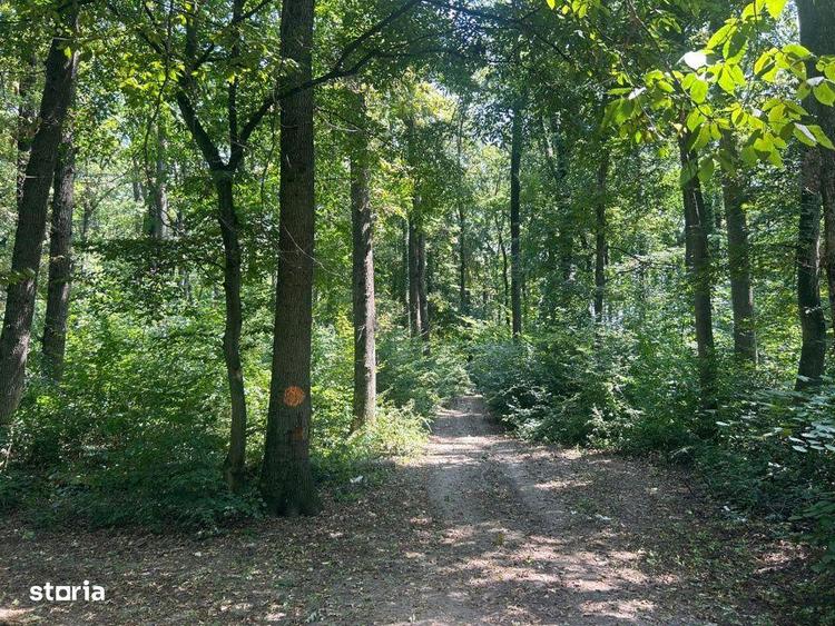 Teren de Vis pe malul lacului Snagov / 4000 mp in inima Naturii /40 m - 10