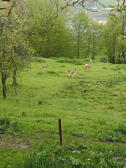 Casa de vanzare in Abrud. Tel. . - 3