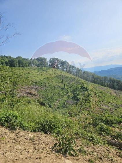 Pasune 21 ha pretabila pentru panouri fotovoltaice,impadurit - 4